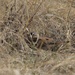 Buffalo Gap National Grassland