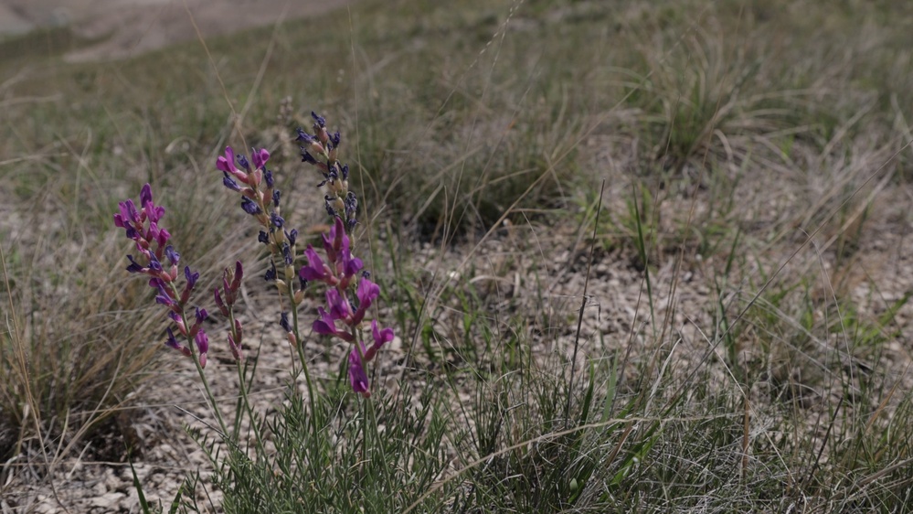 Buffalo Gap National Grassland