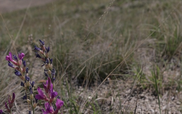 Buffalo Gap National Grassland