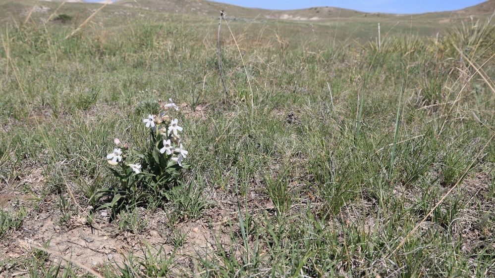 Buffalo Gap National Grasslands