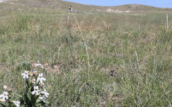 Buffalo Gap National Grasslands