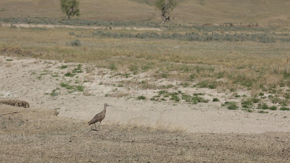 Buffalo Gap National Grassland