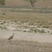 Buffalo Gap National Grassland