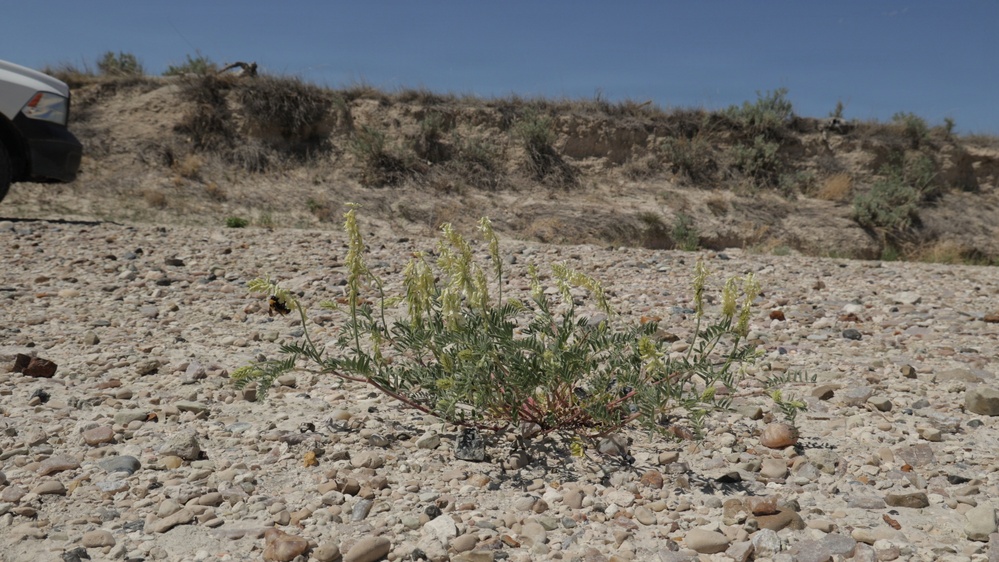 Buffalo Gap National Grassland