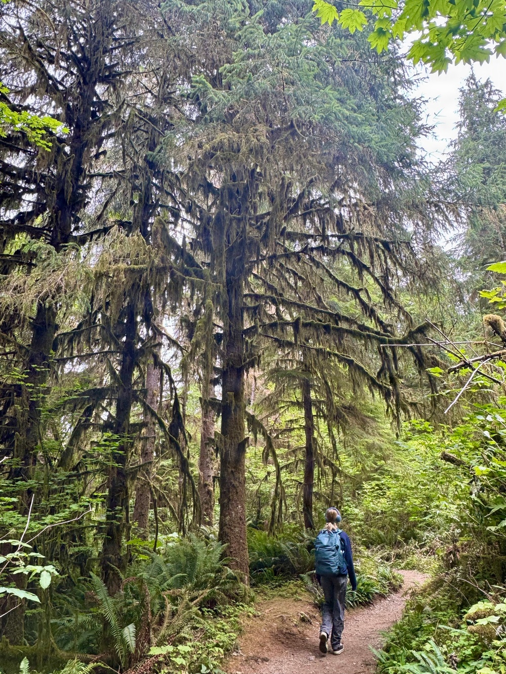Olympic National Forest