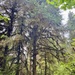 Olympic National Forest