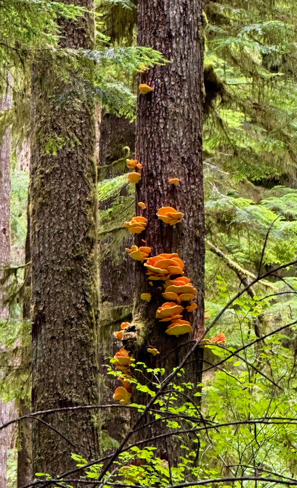 Olympic National Forest
