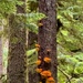 Olympic National Forest