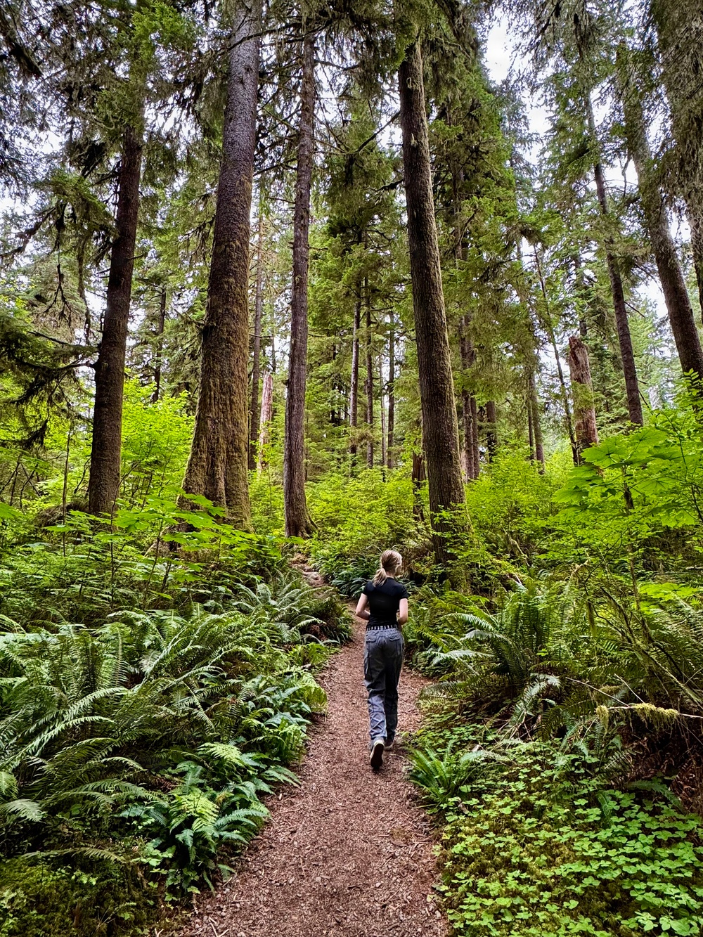 Olympic National Forest
