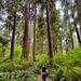 Olympic National Forest