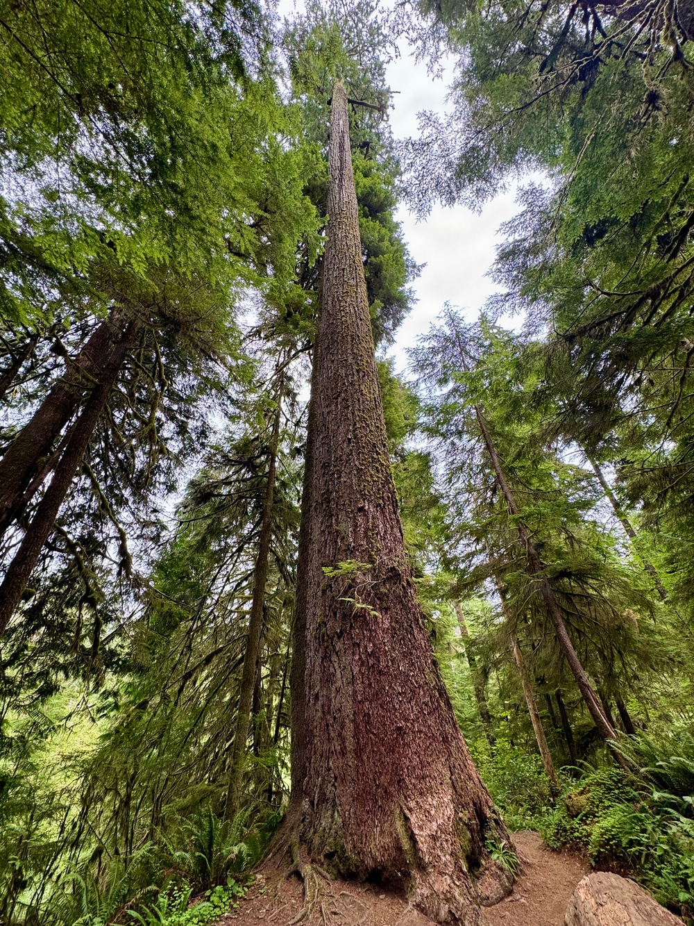 Olympic National Forest