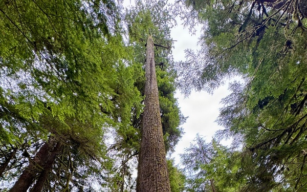 Olympic National Forest