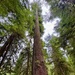 Olympic National Forest