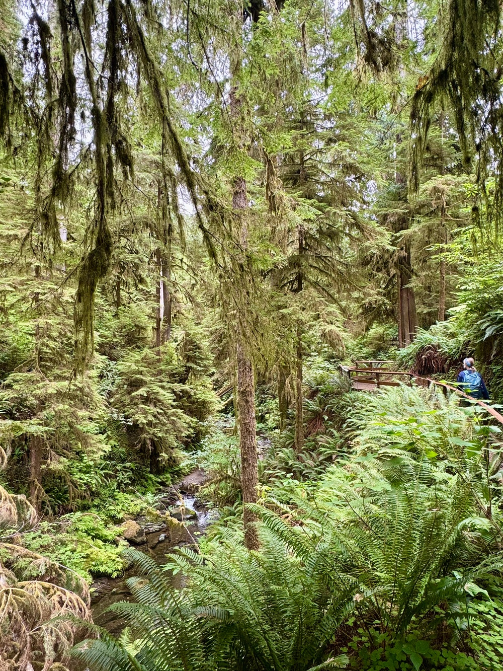 Olympic National Forest