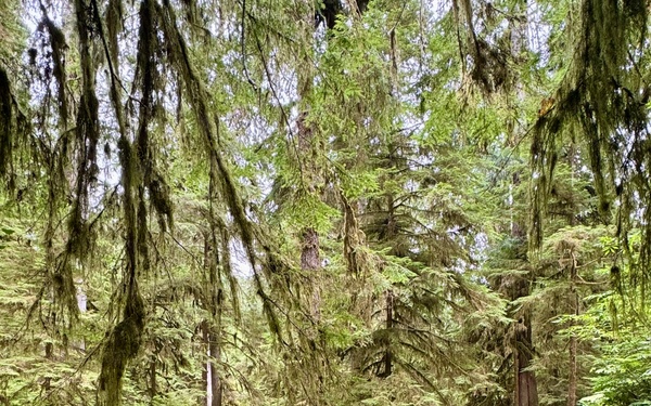 Olympic National Forest