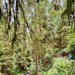Olympic National Forest