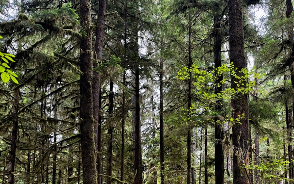 Olympic National Forest