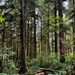 Olympic National Forest