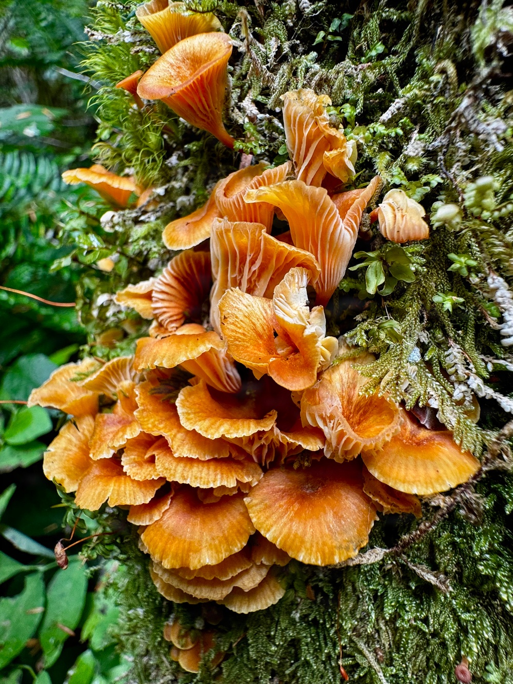 Olympic National Forest