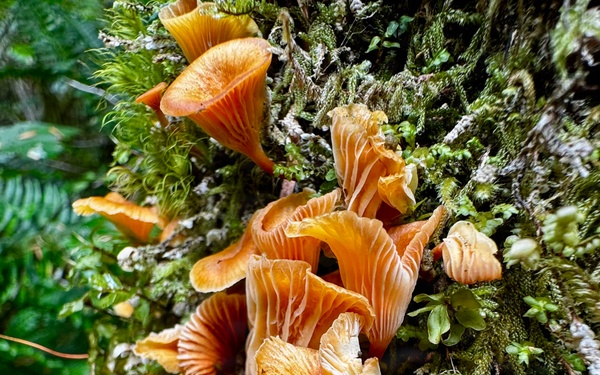 Olympic National Forest