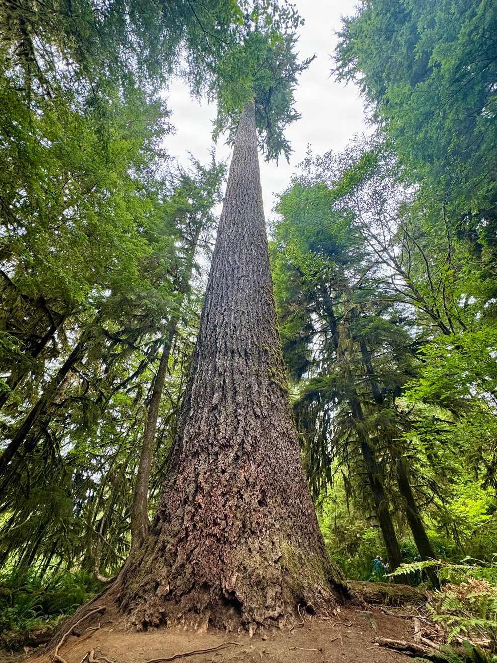 Olympic National Forest