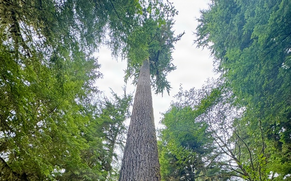 Olympic National Forest