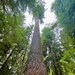 Olympic National Forest