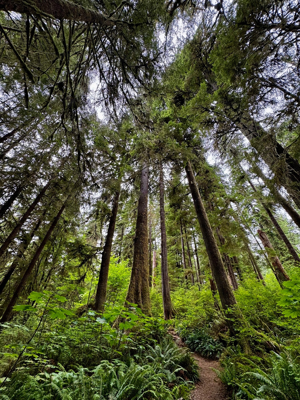 Olympic National Forest