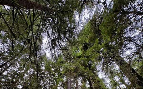 Olympic National Forest