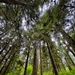 Olympic National Forest