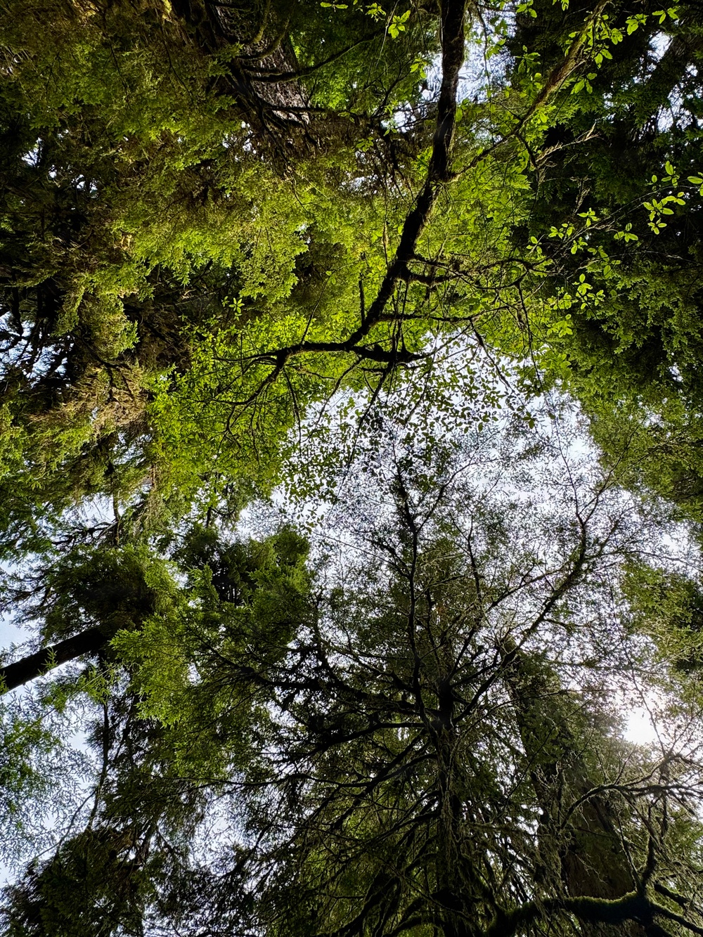 Olympic National Forest