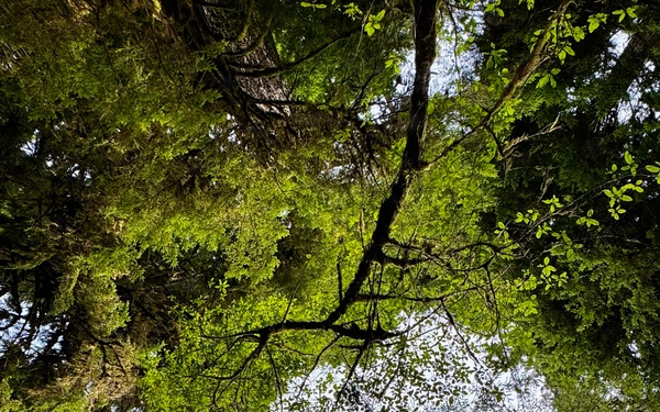 Olympic National Forest