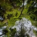 Olympic National Forest