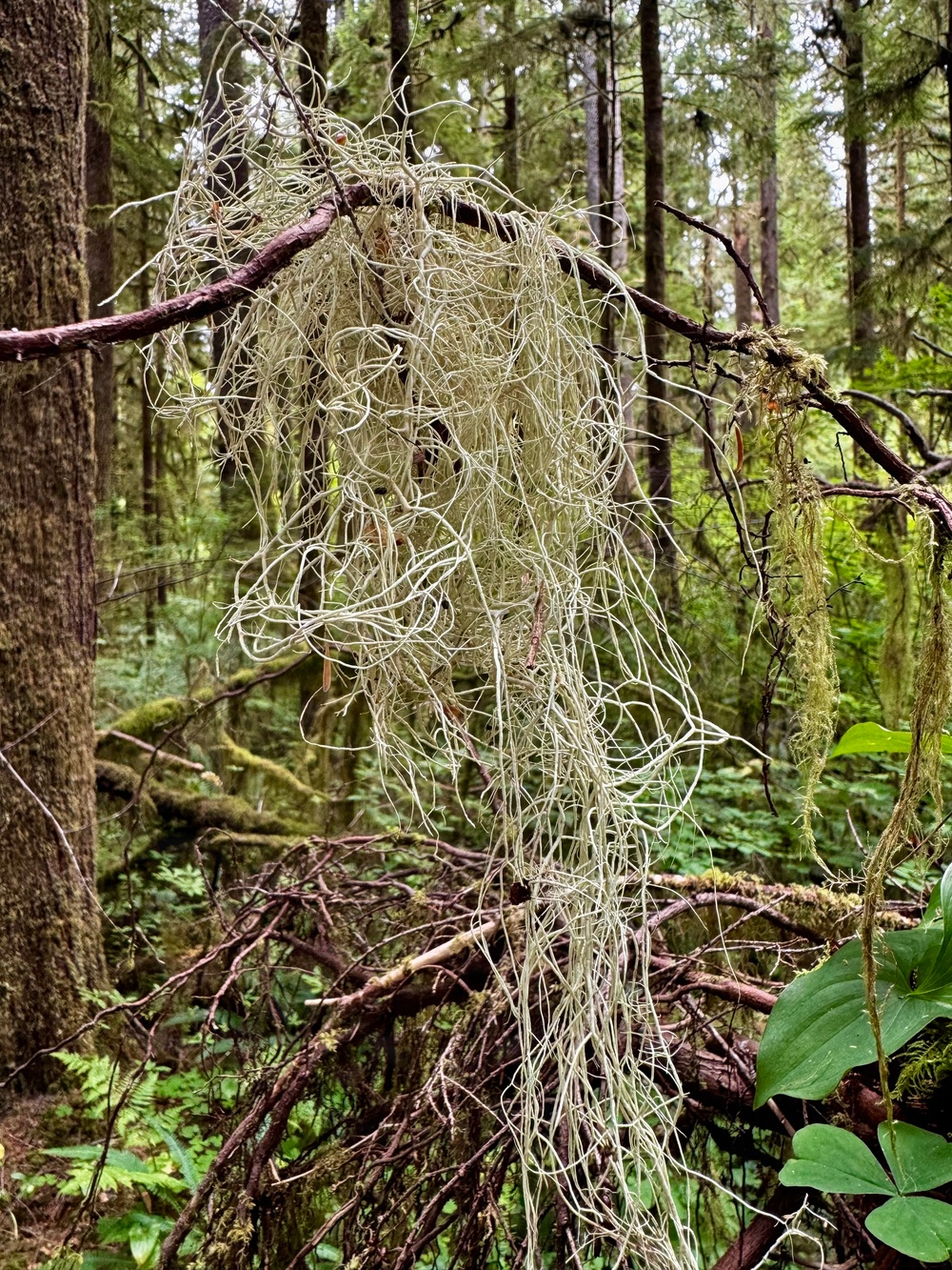 Olympic National Forest