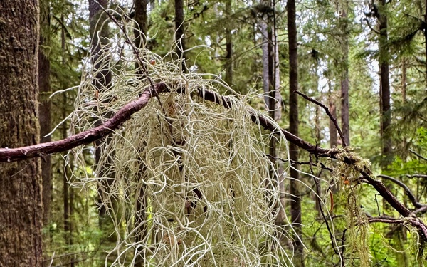 Olympic National Forest