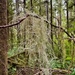 Olympic National Forest