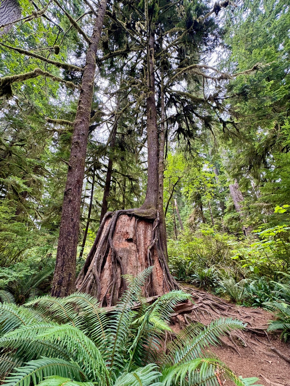 Olympic National Forest