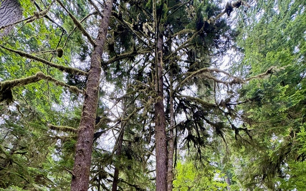 Olympic National Forest
