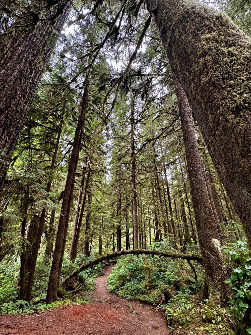 Olympic National Forest