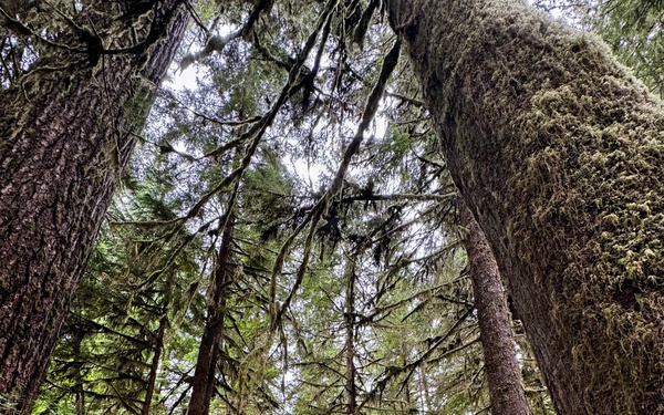 Olympic National Forest