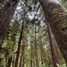 Olympic National Forest