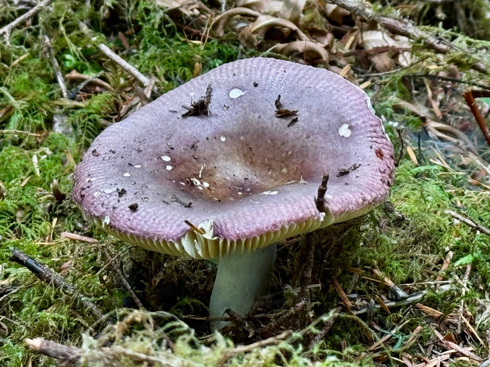Olympic National Forest