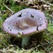 Olympic National Forest
