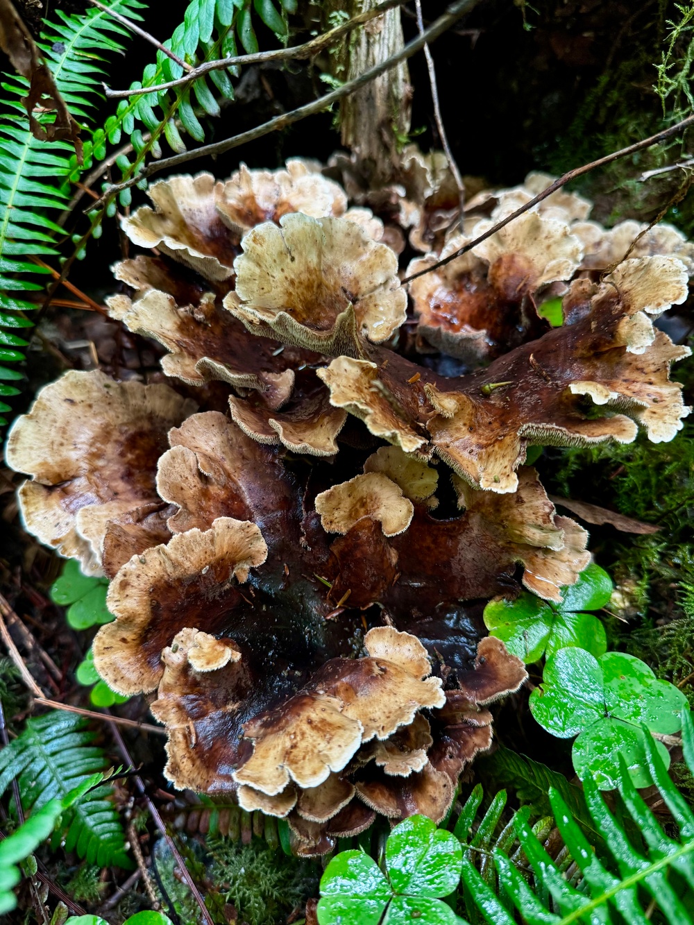Olympic National Forest