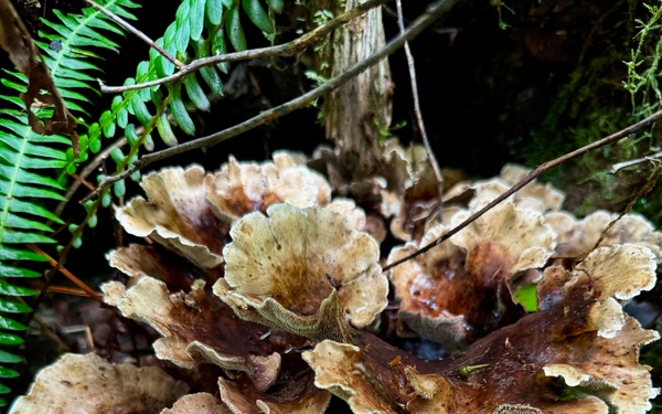 Olympic National Forest