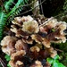 Olympic National Forest