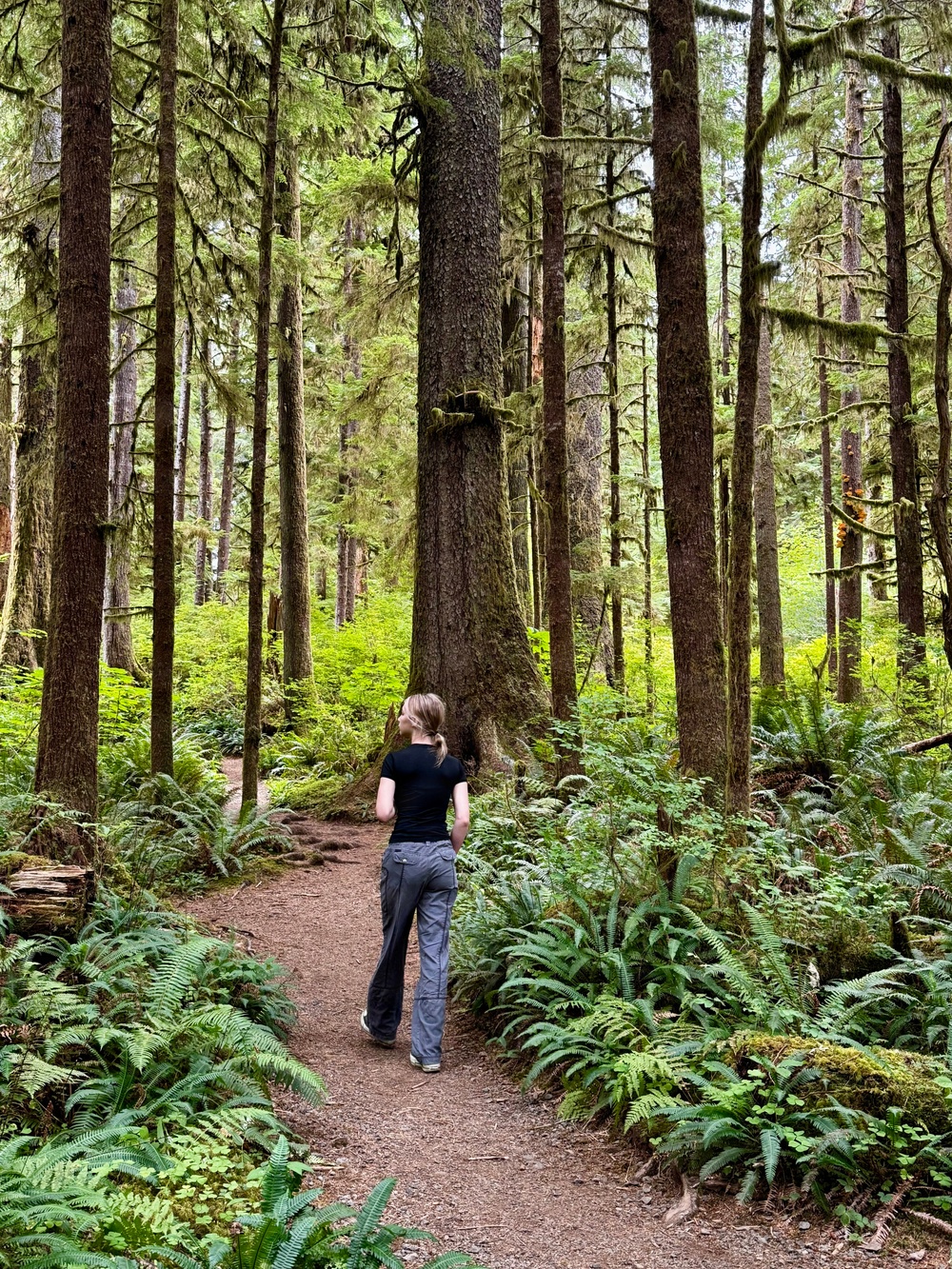 Olympic National Forest