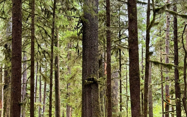 Olympic National Forest