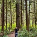 Olympic National Forest