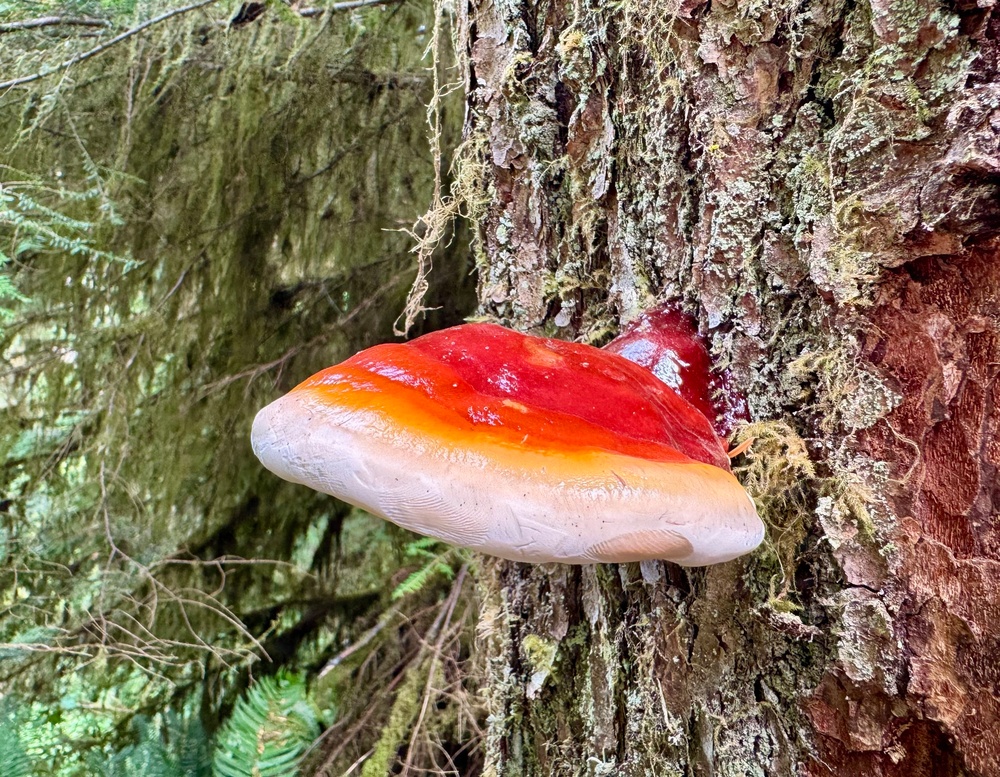 Olympic National Forest
